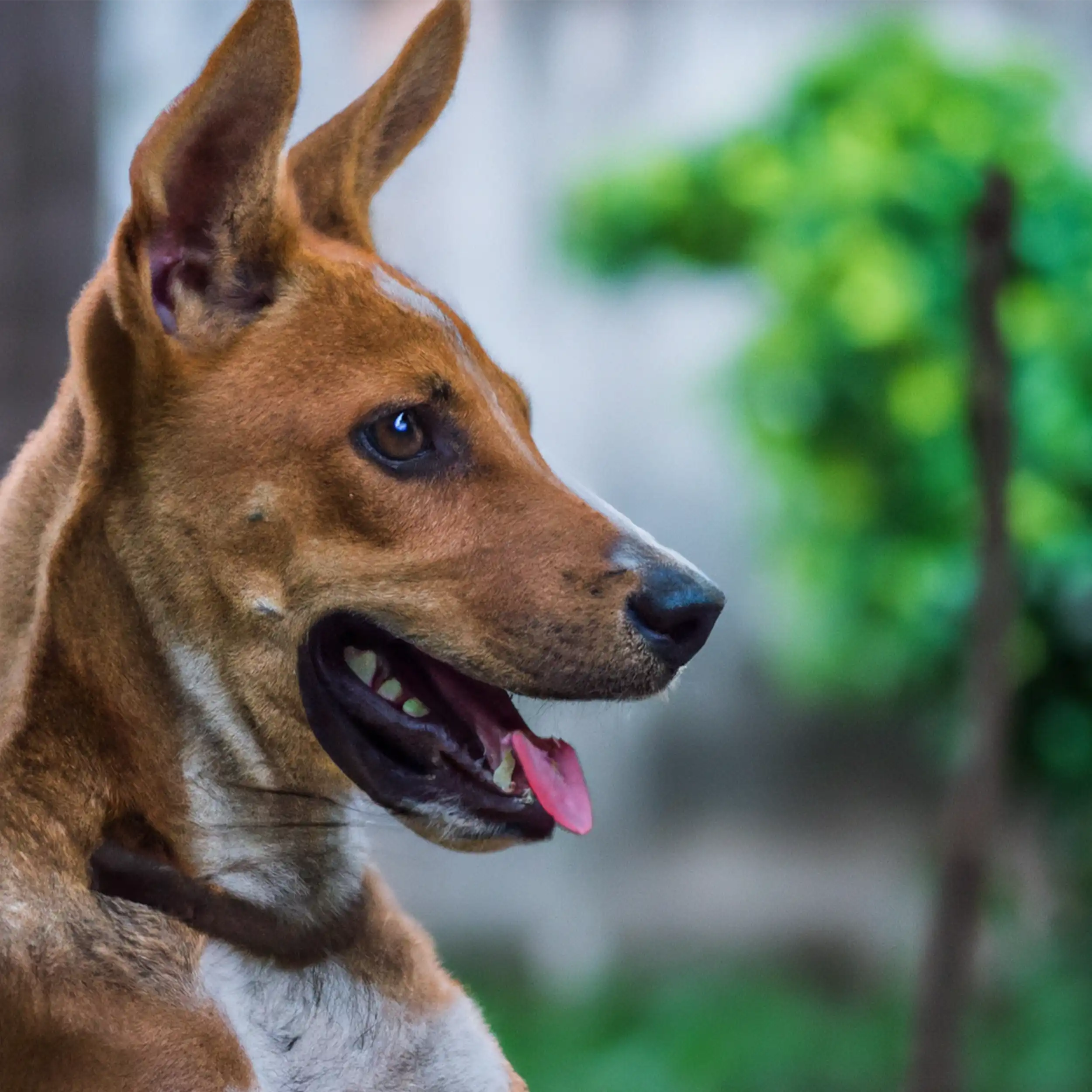 The Importance Of Protein For Your Dog's Health