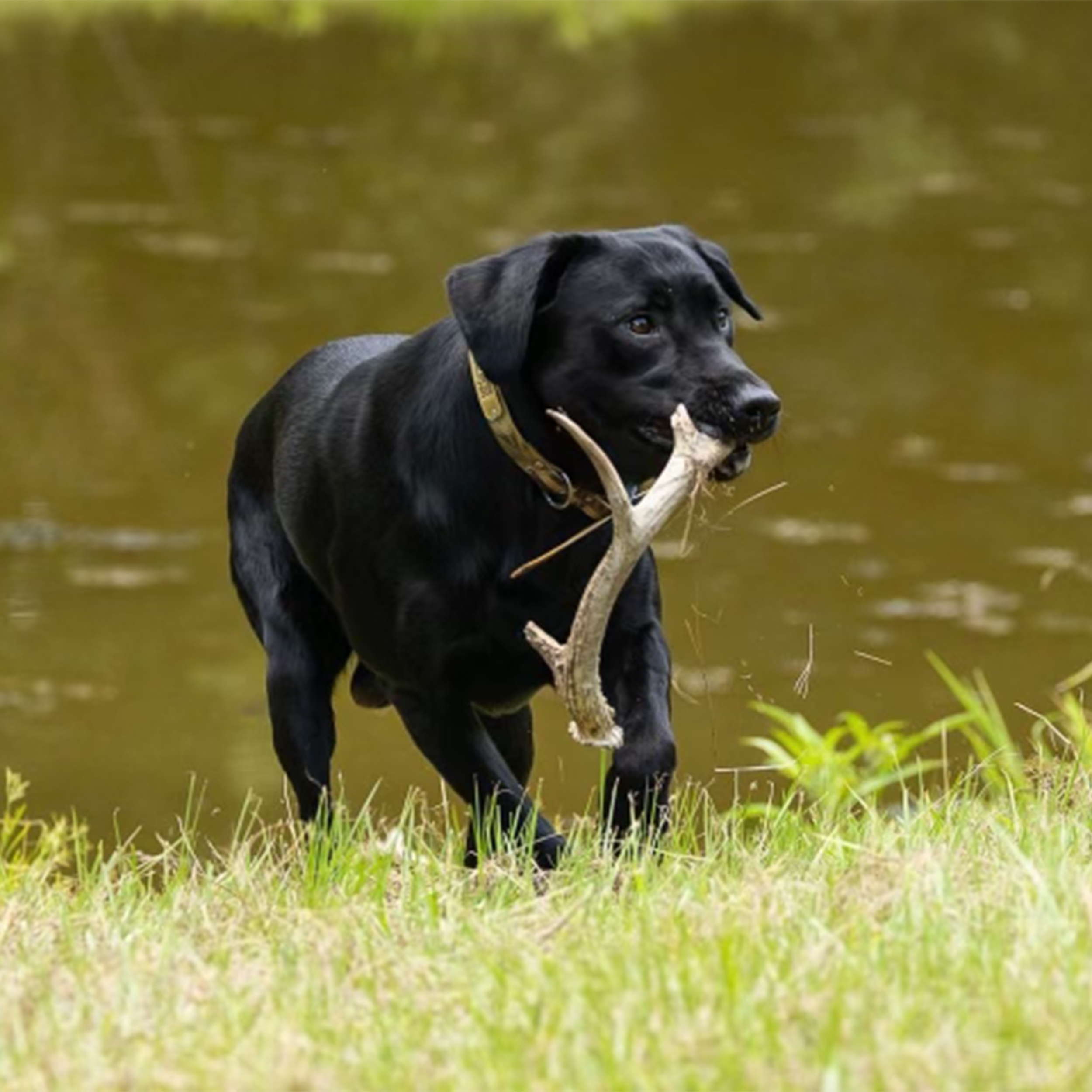 The Truth About By-Products In Dog Food